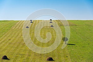 Agricultural landscape, haystacks in row, single tree, blue sky