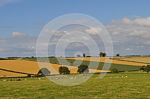 Agricultural landscape in the Howardian Hills, North Yorkshire.