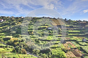 Agricultural Landscape of Portuguese Island