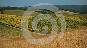 Agricultural landscape. South of Slovakia