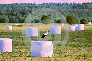 Agricultural landscape with storks, hay vacuum packing