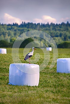 Agricultural landscape with storks, hay vacuum packing