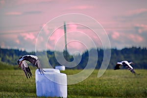 Agricultural landscape with storks, hay vacuum packing