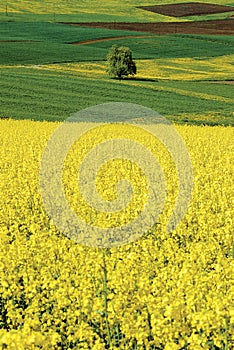 Agricultural Landscape Switzerland Aargau Mandach