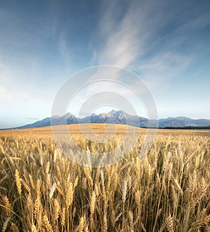 Agricultural landscape in the Tatry mountain, Slovakia