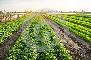 Agricultural landscape with vegetable plantations. Growing organic vegetables in the field. Farm agriculture. Potatoes and carrot