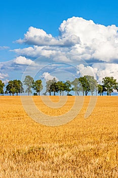 Agricultural landscape view