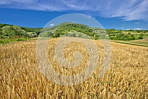 Agricultural landscape wheat field on green hill