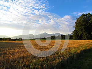 Agricultural landscape with wheat field at Sorsko polje, Gorenjska, Slovenia photo