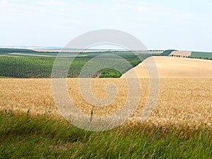 Agricultural landscape - wheatfield and gardens