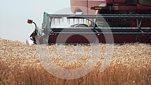 An agricultural machine harvester harvests a grain of yellow wheat.