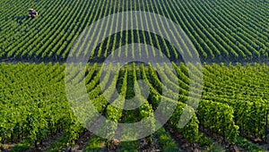 Agricultural machine in the vineyards-Landscape-Vineyard