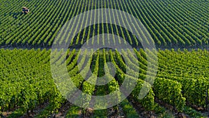 Agricultural machine in the vineyards-Landscape-Vineyard south w