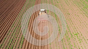 Agricultural machinery in the potato field cultivates the land