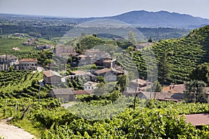 Agricultural nature for Prosecco wineries