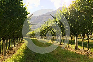 Agricultural nature for Prosecco wineries