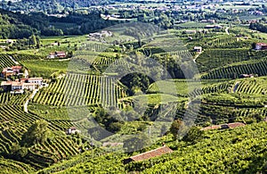 Agricultural nature for Prosecco wineries, Italy
