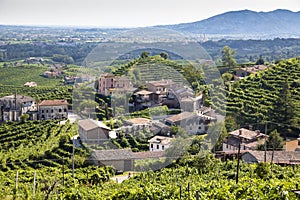 Agricultural nature for Prosecco wineries, Italy