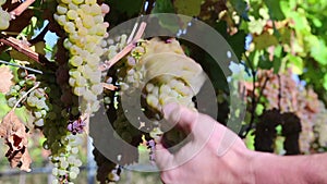 Agricultural Occupation Worker Viognier Grape Harvest Okangan Valley