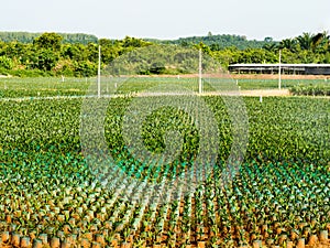 Agricultural. Oil palm plantation seedlings with bifid leaves at nursery with springer water in south of Thailand