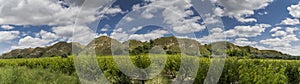 Agricultural orchard in front of green hills panorama