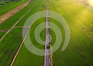 Agricultural parcels of different crops. Aerial view shoot from drone directly above field