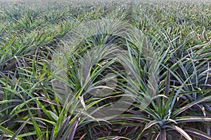 Agricultural of pineapple field