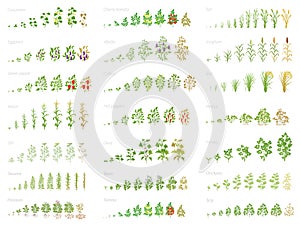 Agricultural plant, growth set animation. Bean, tomato eggplant pepper corn grain and many other. Progression growing plants.