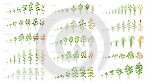 Agricultural plant, growth set animation. Cucumber tomato eggplant pepper corn grain and many other. Vector showing the