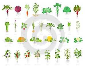 Agricultural plant icon set. Vector farm plants. Beets cabbage carrots potatoes celery garlic and many other. Popular vegetables