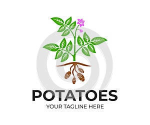 Agricultural plant potatoes with flowers and fruits, logo design. Organic and natural potato plant and food, rustic or farming fie