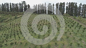 Agricultural planting on the mountainside. Georgia.