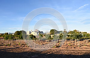Agricultural plants growing on a farm field with fertile soil near rural homes. Village house and home at agriculture field in cou