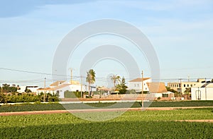 Agricultural plants growing on a farm field with fertile soil near rural homes. Village house and home at agriculture field in cou