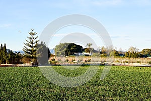 Agricultural plants growing on a farm field with fertile soil near rural homes. Village house and home at agriculture field in cou