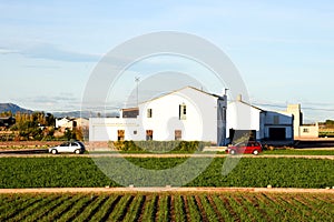 Agricultural plants growing on a farm field with fertile soil near rural homes. Village house and home at agriculture field in cou