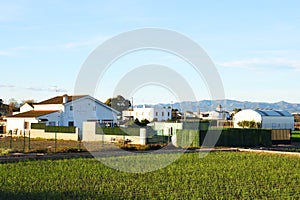 Agricultural plants growing on a farm field with fertile soil near rural homes. Village house and home at agriculture field in cou