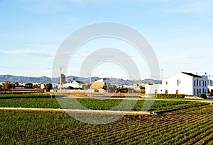 Agricultural plants growing on a farm field with fertile soil near rural homes. Village house and home at agriculture field in cou