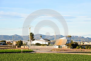 Agricultural plants growing on a farm field with fertile soil near rural homes. Village house and home at agriculture field in cou