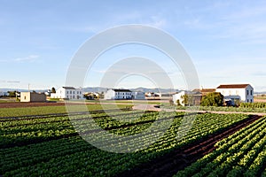 Agricultural plants growing on a farm field with fertile soil near rural homes. Village house and home at agriculture field in cou