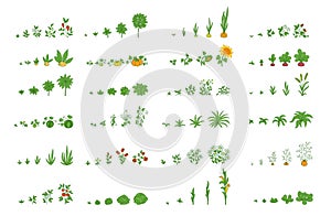 Agricultural plants, growth set. Growing plants animation progression. Vector planting infographic.