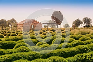 agricultural plants and lavender near a farmhouse in a small village. Agrotourism concept