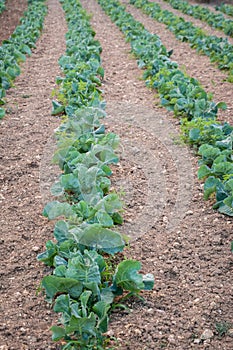 Agricultural plants in rows