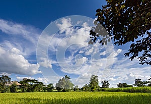 Agricultural plots landscape