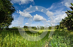 Agricultural plots landscape