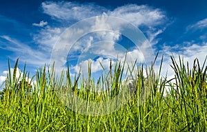 Agricultural plots landscape