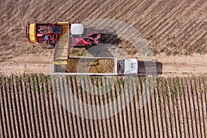 Agricultural potato combine harvester