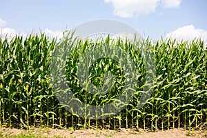 Agricultural produce used to feed swine at a farm in southern ontario