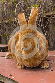 Agricultural rabbits are very beautiful and attract their coloring of wool.