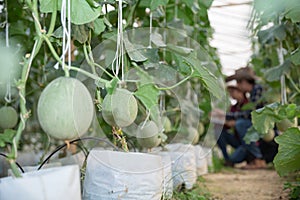 Agricultural researcher with the tablet slowly inspect plants.